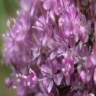 Immagine 2 azienda FLORICOLTURA KIRCHER Vivaio in Bolzano