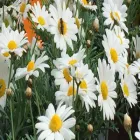 Immagine 3 azienda FLORICOLTURA KIRCHER Vivaio in Bolzano