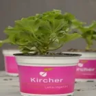 Immagine 4 azienda FLORICOLTURA KIRCHER Vivaio in Bolzano