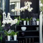 Immagine 5 azienda FLORICOLTURA KIRCHER Vivaio in Bolzano