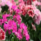 Immagine 6 azienda FLORICOLTURA KIRCHER Vivaio in Bolzano