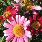 Immagine 7 azienda FLORICOLTURA KIRCHER Vivaio in Bolzano