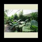 Immagine 1 azienda FLORICOLTURA TRES Vivaio in Marostica VI