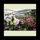 Immagine 2 azienda FLORICOLTURA TRES Vivaio in Marostica VI