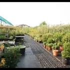 Immagine 3 azienda FLORICOLTURA TRES Vivaio in Marostica VI