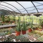 Immagine 4 azienda FLORICOLTURA TRES Vivaio in Marostica VI