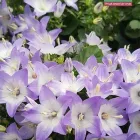 Immagine 1 azienda FOLETTO GARDEN Vivaio in Samarate VA