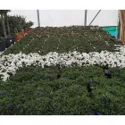 Immagine 2 azienda FOLETTO GARDEN Vivaio in Samarate VA
