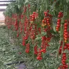 Immagine 5 azienda G. & V. ORTAGGI Shopping e acquisti in Gela CL