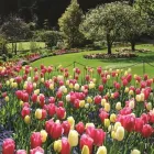 Immagine 3 azienda GARDEN BEDETTI Vivaio in Cantù