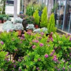 Immagine 6 azienda GARDEN CLAUDIA S.R.L.S. Vivaio in Falconara Marittima AN