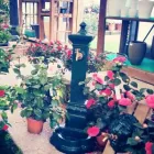Immagine 8 azienda GARDEN CLAUDIA S.R.L.S. Vivaio in Falconara Marittima AN