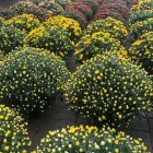 Immagine 5 azienda GARDEN PANZERI Vivaio in Ferno VA
