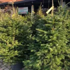 Immagine 6 azienda GARDEN PANZERI Vivaio in Ferno VA