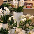 Immagine 7 azienda GARDEN PANZERI Vivaio in Ferno VA