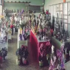 Immagine 1 azienda GARDEN SHOP PASINI Vivaio in Montichiari BS