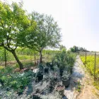 Immagine 3 azienda GARDEN SHOP PASINI Vivaio in Montichiari BS