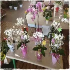 Immagine 6 azienda GARDEN SHOP PASINI Vivaio in Montichiari BS