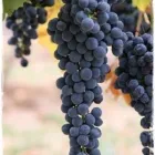 Immagine 8 azienda GARDEN SHOP PASINI Vivaio in Montichiari BS