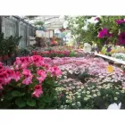 Immagine 7 azienda GARDEN VALCAVASIA - TUTTO PER IL GIARDINO Vivaio in Cavaso Del Tomba TV