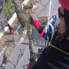 Immagine 8 azienda GIARDINAGGIO VERDE TRE Shopping e acquisti in Filottrano AN