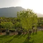 Immagine 3 azienda GIARDINERIA ROTTENSTEINER OUTSIDE GREEN PROJECTS Vivaio in Bolzano