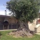 Immagine 5 azienda GIARDINODIVINO Vivaio in Ispica