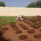 Immagine 6 azienda GIARDINODIVINO Vivaio in Ispica