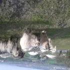 Immagine 1 azienda GIASONE CASHMERE Shopping e acquisti in Sassuolo MO