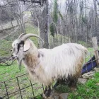 Immagine 3 azienda GIASONE CASHMERE Shopping e acquisti in Sassuolo MO