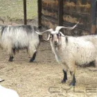 Immagine 4 azienda GIASONE CASHMERE Shopping e acquisti in Sassuolo MO