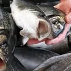 Immagine 2 azienda GIGANTE SRL Industrie e agricoltura in Taranto