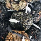 Immagine 3 azienda GIGANTE SRL Industrie e agricoltura in Taranto