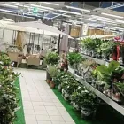 Immagine 1 azienda GIOVANNI PUGLISI Vivaio in Giarre CT