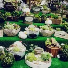 Immagine 2 azienda GIOVANNI PUGLISI Vivaio in Giarre CT