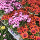 Immagine 3 azienda GIOVANNI PUGLISI Vivaio in Giarre CT