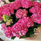 Immagine 4 azienda GIOVANNI PUGLISI Vivaio in Giarre CT