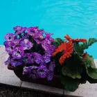 Immagine 5 azienda GIOVANNI PUGLISI Vivaio in Giarre CT