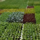 Immagine 1 azienda GREEN CENTER Shopping e acquisti in Sant'angelo Dei Lombardi AV