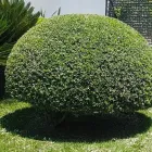 Immagine 1 azienda GREEN SERVICE GIARDINAGGIO Servizi professionali in Ispica