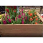 Immagine 4 azienda GREENERY Shopping e acquisti in Parma