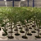 Immagine 1 azienda GREENLIFE VIVAIO Vivaio in Acate