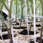 Immagine 3 azienda GREENLIFE VIVAIO Vivaio in Acate