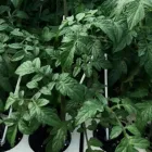 Immagine 4 azienda GREENLIFE VIVAIO Vivaio in Acate