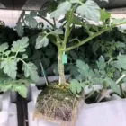 Immagine 5 azienda GREENLIFE VIVAIO Vivaio in Acate