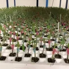 Immagine 6 azienda GREENLIFE VIVAIO Vivaio in Acate