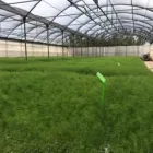 Immagine 7 azienda GREENLIFE VIVAIO Vivaio in Acate