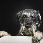 Immagine 6 azienda HAPPY DOG Servizi professionali in Riccione RN