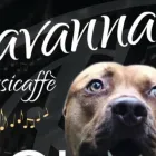 Immagine 1 azienda HAVANNA MUSICAFFÈ Bar in Casalecchio Di Reno BO