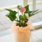 Immagine 6 azienda HELLO! Shopping e acquisti in Bari